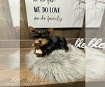 Small Photo #4 Yorkshire Terrier Puppy For Sale in NAPPANEE, IN, USA