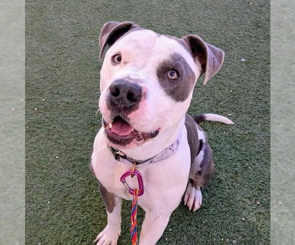 Medium Photo #2 Mutt Puppy For Sale in Las Vegas, NV, USA