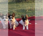 Small Photo #4 Papillon Puppy For Sale in SULPHUR SPRINGS, TX, USA