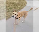 Small #2 Labrador Retriever Mix