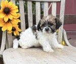 Small #2 Shih Tzu