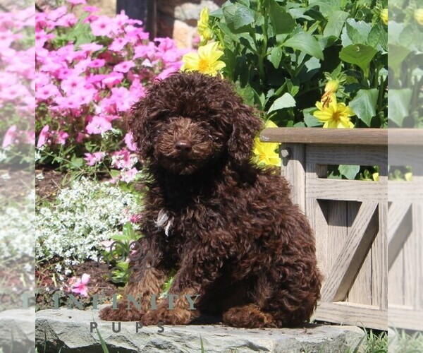Medium Photo #1 Poodle (Miniature) Puppy For Sale in QUARRYVILLE, PA, USA