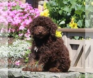 Poodle (Miniature) Puppy for sale in QUARRYVILLE, PA, USA