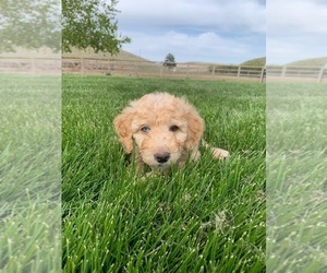 Pyredoodle Puppy for sale in PRESCOTT, WA, USA
