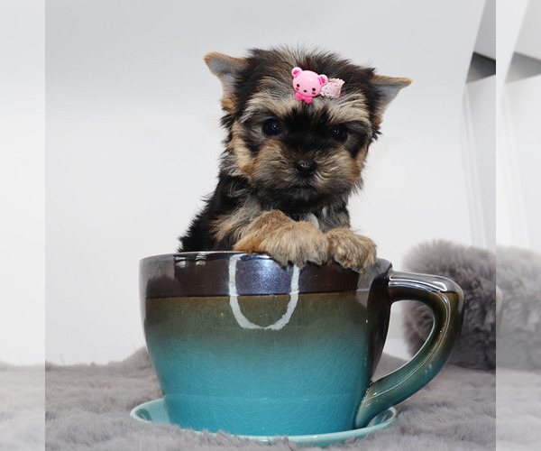 Medium Photo #2 Yorkshire Terrier Puppy For Sale in LOS ANGELES, CA, USA