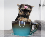 Small #1 Yorkshire Terrier