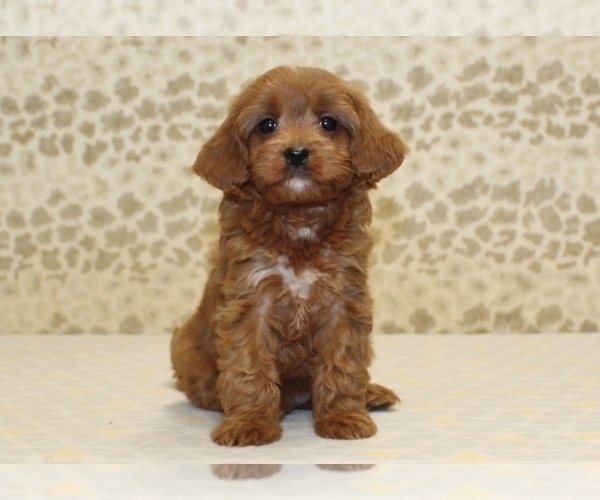 Medium Photo #3 Cavapoo Puppy For Sale in DENVER, PA, USA