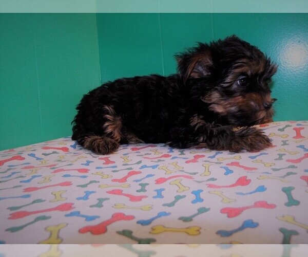 Medium Photo #1 Yorkshire Terrier Puppy For Sale in PATERSON, NJ, USA