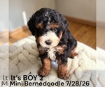 Small #4 Bernedoodle-Poodle (Miniature) Mix