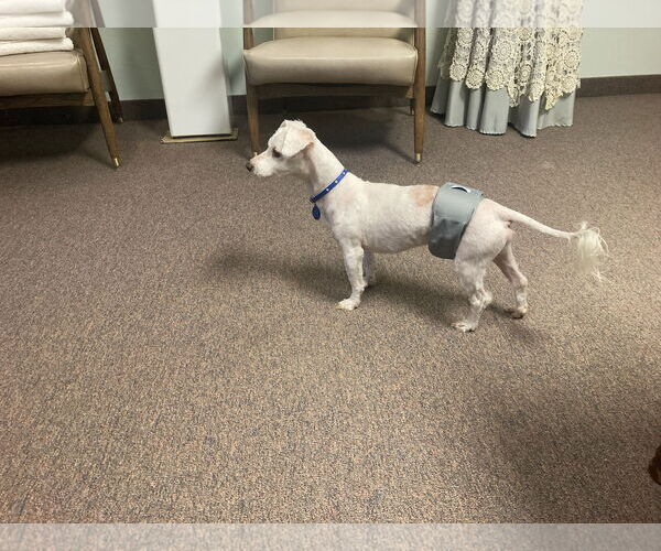 Medium Photo #12 Dachshund Puppy For Sale in Rootstown, OH, USA