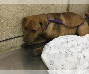 Chinese Shar-Pei Dogs for adoption in Riverside, CA, USA