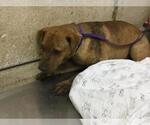 PEANUT - Male Chinese Shar-Pei Dog for Adoption - Small photo