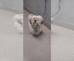 Small Maltese Mix