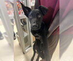 Small German Shepherd Dog