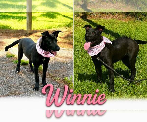Medium Photo #2 Labrador Retriever-Unknown Mix Puppy For Sale in Shillington, PA, USA