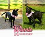 Small #1 Labrador Retriever Mix