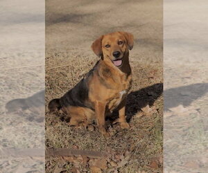 Mutt Dogs for adoption in Boston, MA, USA