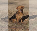 Small Mutt