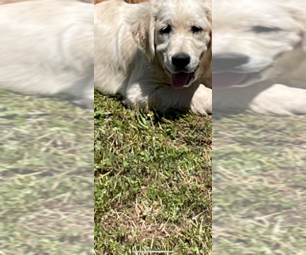 Medium Photo #4 Golden Retriever Puppy For Sale in MERCED, CA, USA