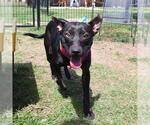Small American Pit Bull Terrier Mix