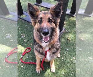 German Shepherd Dog Dogs for adoption in Woodland, CA, USA