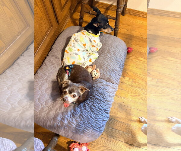 Medium Photo #3 Chihuahua-Unknown Mix Puppy For Sale in New London, WI, USA