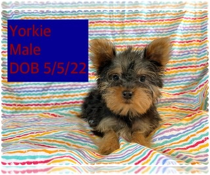 Yorkshire Terrier Puppy for sale in AMSTERDAM, MO, USA