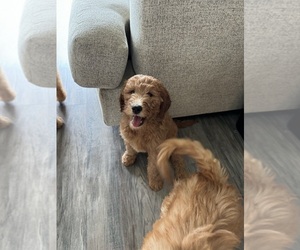 Goldendoodle Puppy for sale in HOUSTON, TX, USA