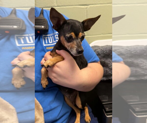 Medium Photo #1 Chihuahua Puppy For Sale in Mukwonago, WI, USA
