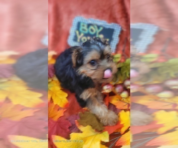 Medium Photo #18 Yorkshire Terrier Puppy For Sale in AKRON, OH, USA