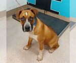 Small #5 Boxer Mix