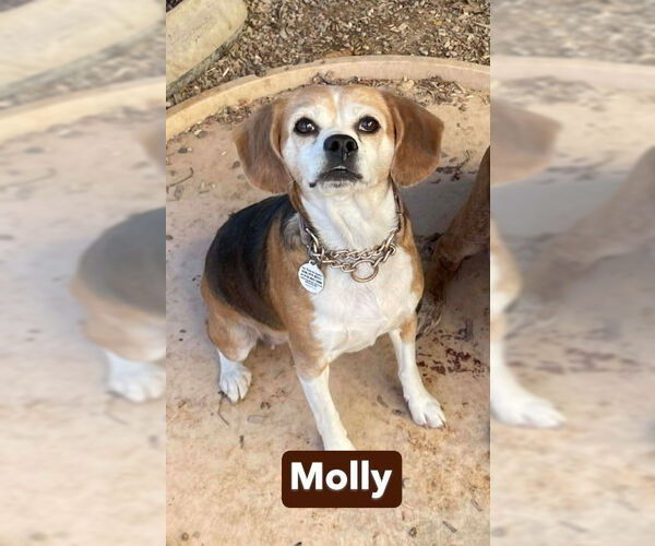 Medium Photo #12 Beagle Puppy For Sale in Foristell, MO, USA