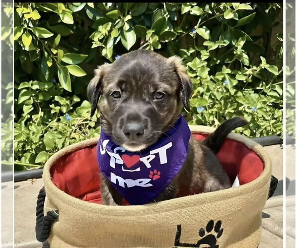 Medium Photo #2 Mutt Puppy For Sale in Menifee, CA, USA