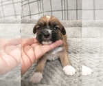 Small Photo #9 Puggle-Shih Tzu Mix Puppy For Sale in NEW YORK MILLS, MN, USA