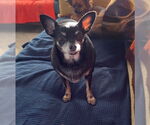 Small Chihuahua