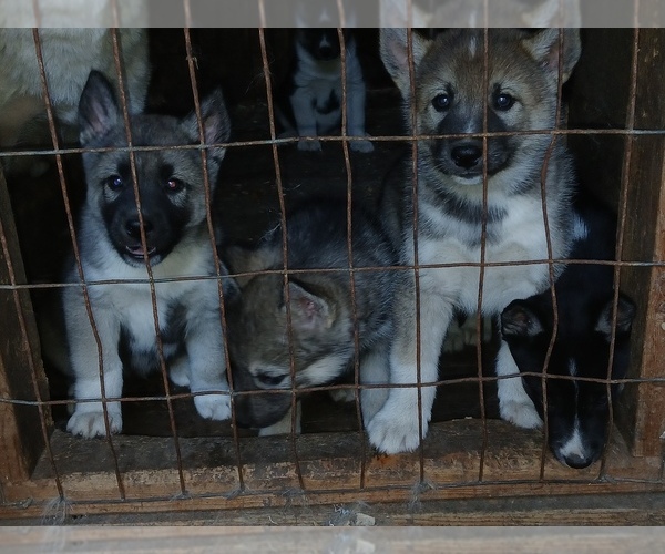 Medium Photo #3 Siberian Husky Puppy For Sale in LONG EDDY, NY, USA