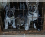 Small #2 Siberian Husky