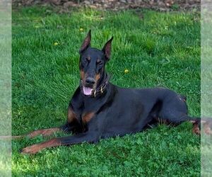 Mother of the Doberman Pinscher puppies born on 03/02/2026