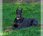 Small Photo #1 Doberman Pinscher Puppy For Sale in NEWMANSTOWN, PA, USA