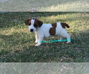 View Ad Jack Russell Terrier Puppy For Sale Near Oklahoma Marlow