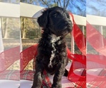 Small Photo #22 Goldendoodle Puppy For Sale in PIEDMONT, SC, USA