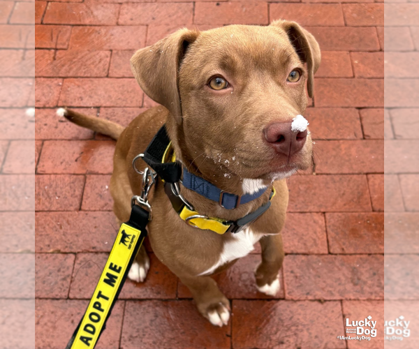 Medium Photo #12 Labrador Retriever-Unknown Mix Puppy For Sale in Washington, DC, USA