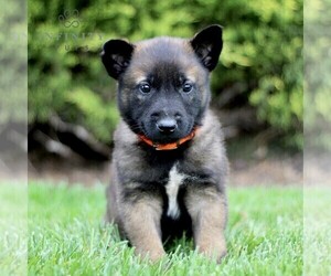 Belgian Malinois Puppy for sale in RONKS, PA, USA