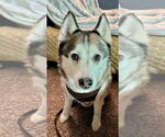 Small #3 Huskies  Mix