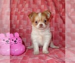 Chihuahuas - Female Chihuahua Puppy for Sale - Photo #12