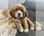 Small Photo #7 Cocker Spaniel Puppy For Sale in ELIDA, OH, USA