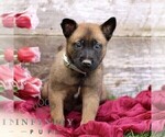Small #3 Belgian Malinois