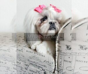 Mother of the Shih Tzu puppies born on 02/13/2022