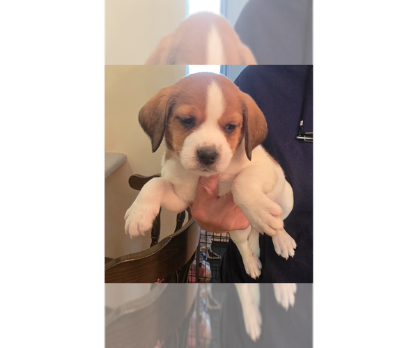Medium Photo #9 Beagle-Unknown Mix Puppy For Sale in Aurora, IN, USA