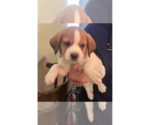 Small #8 Beagle Mix